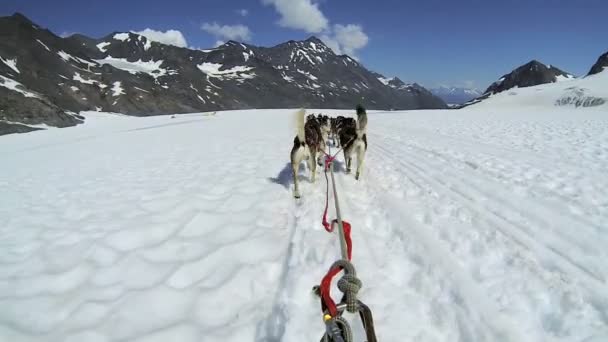 Alaska dogsledding husky takım — Stok video