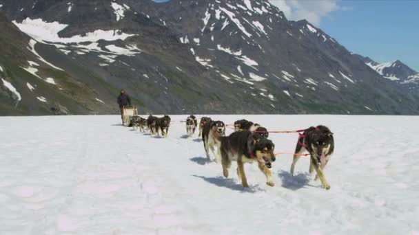 Çalışan köpek takım — Stok video