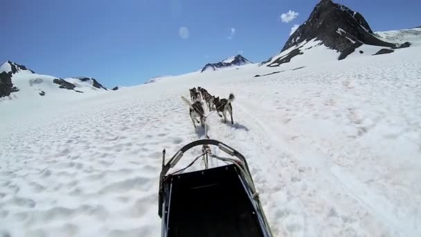 Alaskan dogsledding husky team — Stockvideo