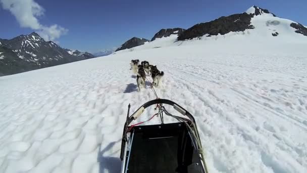 Husky dog team traversing — Stock Video