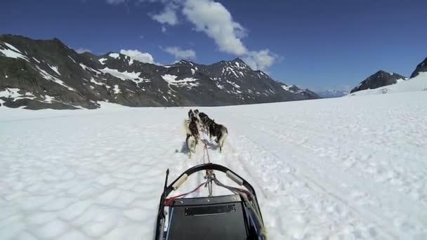 Alaskan cane slittino husky squadra — Video Stock