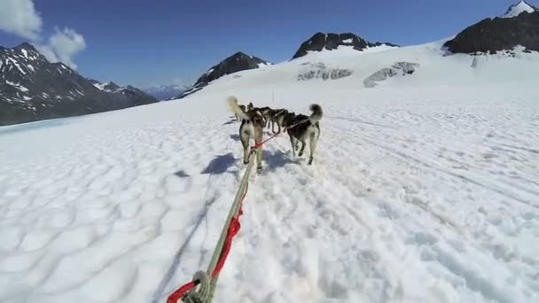 Husky dogsledding takım — Stok video