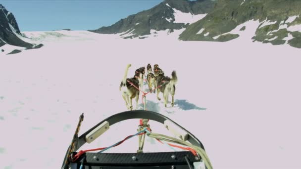 Husky dog sledge team — Stock Video