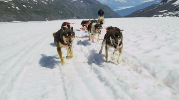 Trabajando perros de Alaska Malamute — Vídeo de stock