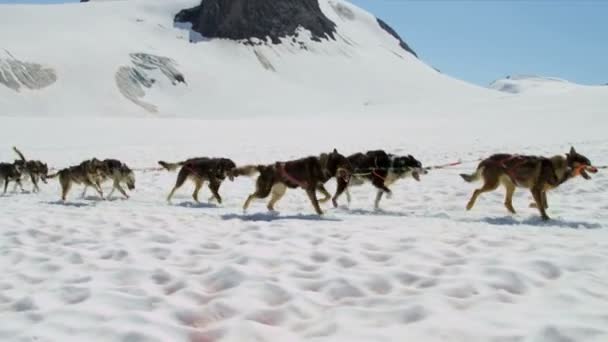 Equipo de trineo para perros en movimiento — Vídeos de Stock