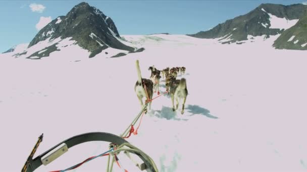 Husky hond team — Stockvideo