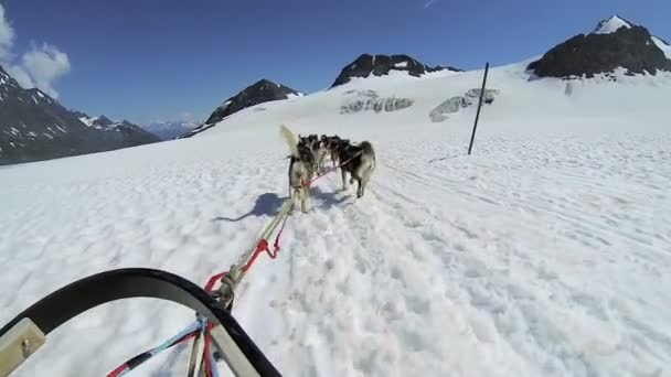 Husky dogsledding team — Stockvideo