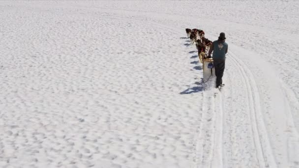 Handler uitdagende team van honden — Stockvideo