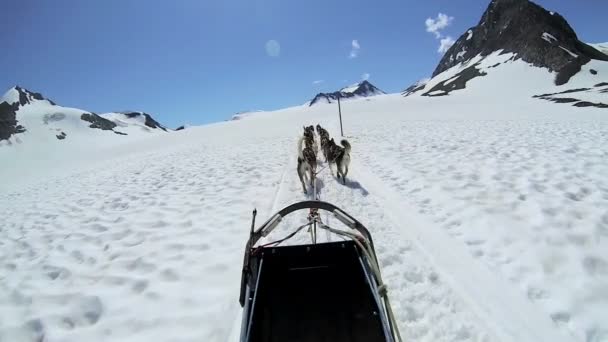 Alaskan dogsledding husky team — Stockvideo