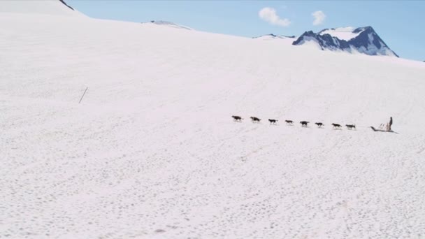 Équipe masculine de traîneau à chiens husky conduite — Video