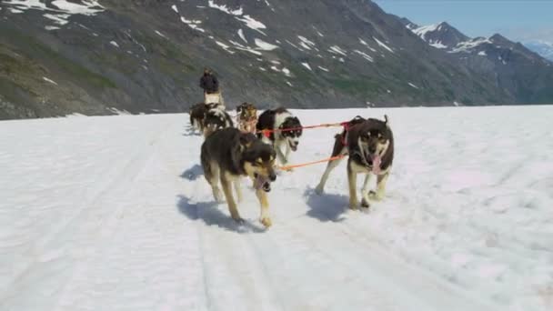 Alaskan malamute Hunde arbeiten — Stockvideo