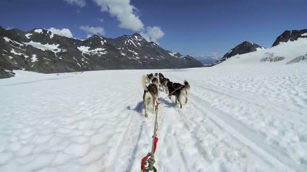 Alaskan cane slittino husky squadra — Video Stock