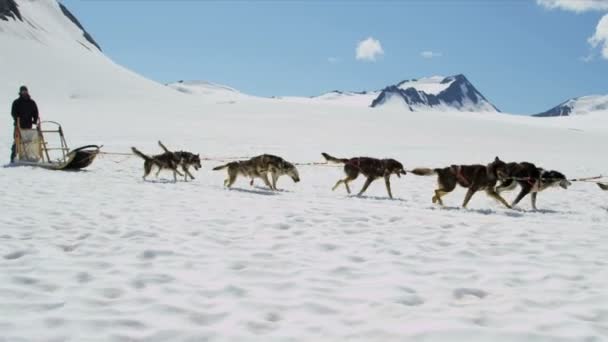 Dogsledding takım hareket — Stok video