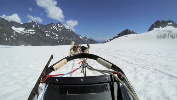 Husky dogsledding team — Stockvideo