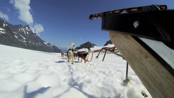 Husky dogsledding takım — Stok video