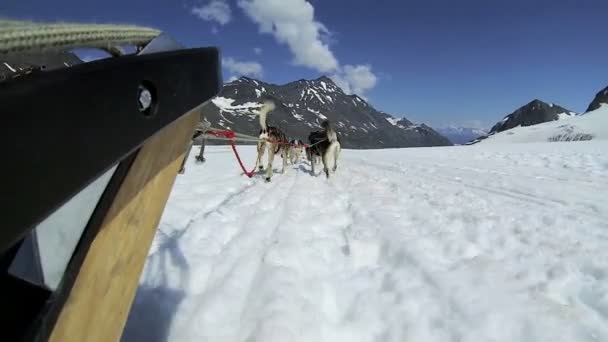 Husky dog team traversing — Stock Video