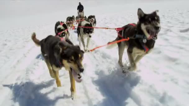 Çalışma alaskan malamute köpekler — Stok video