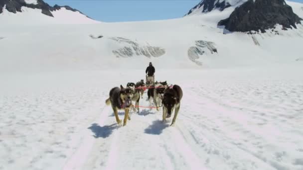 Handler uitdagende team van honden — Stockvideo