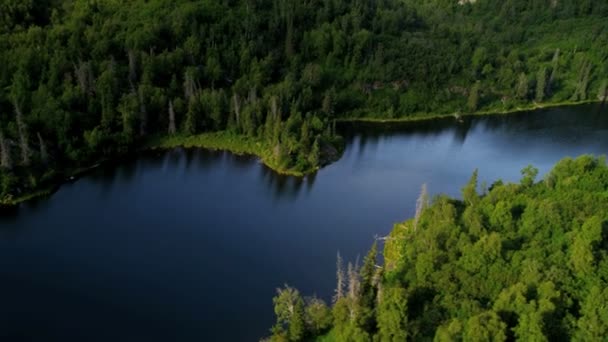 Avlägsen spruce skog vildmark — Stockvideo