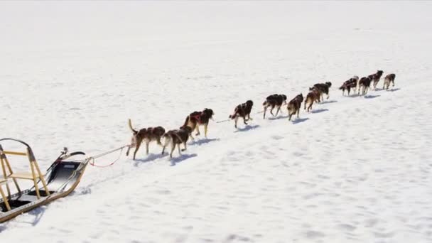 Male driving husky dog sledge — Stock Video