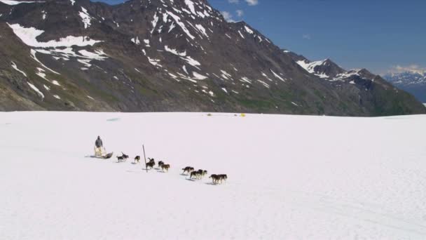 Équipe de chiens Husky — Video