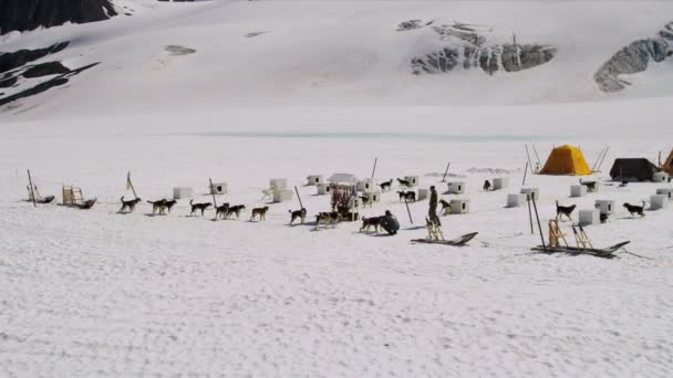 Camp de base traîneau à chiens — Video