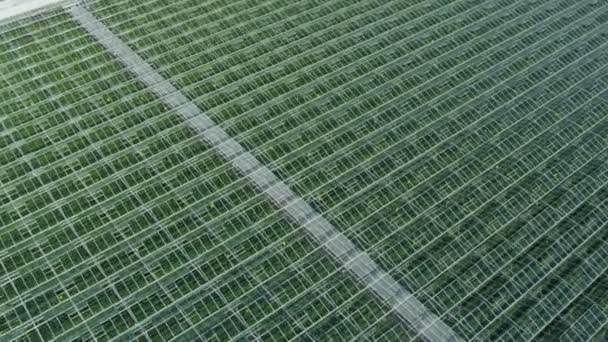 밴쿠버에서 농업 산업 상업적인 온실 — 비디오