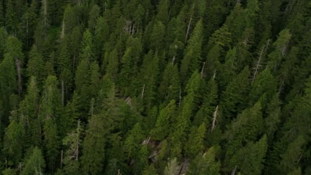 Aerial view of forest in the mountains — Stock Video