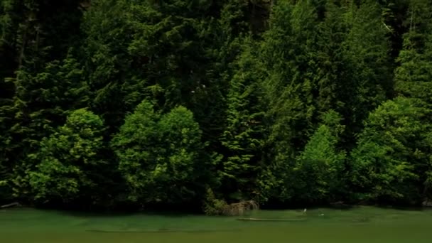 Vista aérea del río en el bosque — Vídeos de Stock