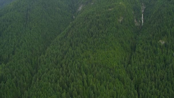 Vista aérea del bosque en las montañas — Vídeo de stock
