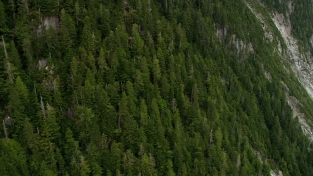 Vista aérea del bosque en las montañas — Vídeos de Stock