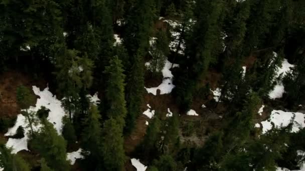 Vue aérienne de la forêt enneigée — Video