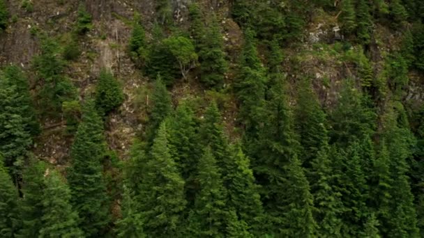 Aerial view forested mountainside mature evergreen trees, Rockies — Stock Video