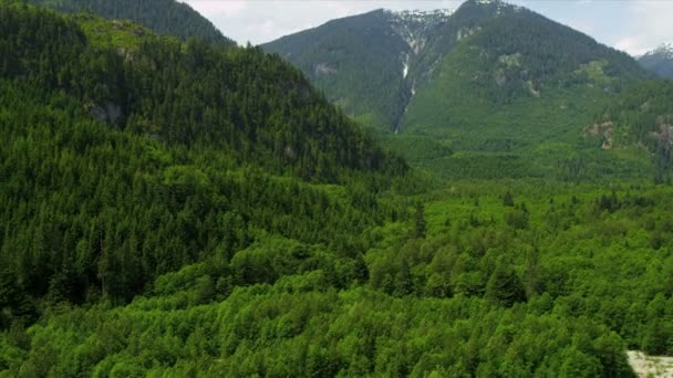 Vue aérienne de la forêt dans les montagnes — Video