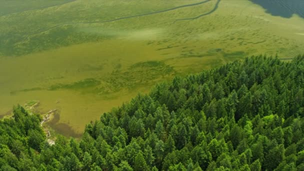 Letecký pohled na vodní řasy jehličnatý stálezelené stromy, harrison říční údolí, skalnaté hory, Kanada — Stock video