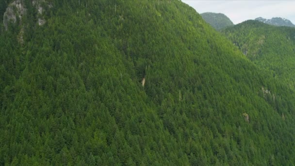 Vista aérea del bosque en las montañas — Vídeos de Stock