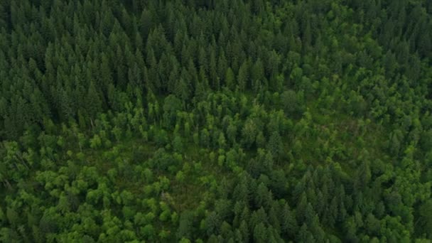 Вид з повітря на ліс у горах — стокове відео