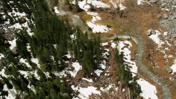 Luchtfoto uitzicht op besneeuwde bos — Stockvideo