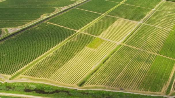 Vue aérienne vignobles viticoles — Video