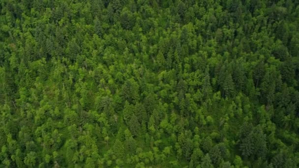 Vista aérea del bosque en las montañas — Vídeos de Stock
