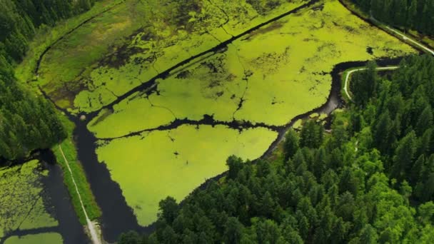 Aerial view water algae conifer evergreen trees Fraser River valley, Rockies, Canada — Stock Video