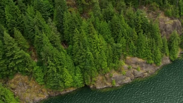 Aerial view forested mountainside mature evergreen trees, Rockies — Stock Video