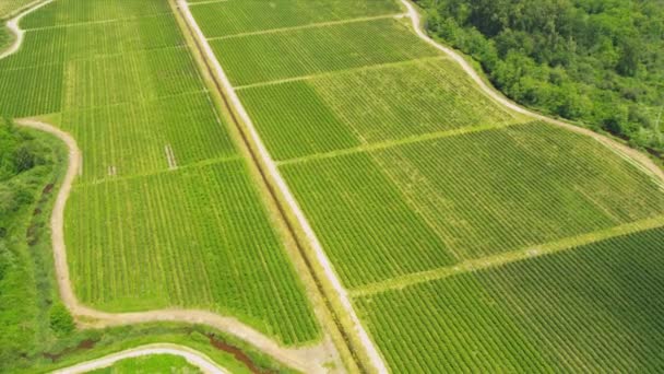 Vista aérea Viñedos productores de vino canadienses, Vancouver, Canadá — Vídeo de stock