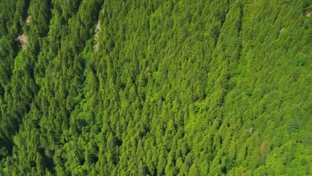 Luchtfoto van bos in de bergen — Stockvideo