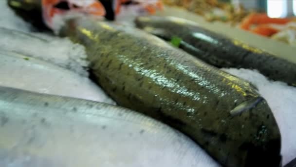 Meereskrabben Hechte Fischmarkt Seattle, Vereinigte Staaten — Stockvideo