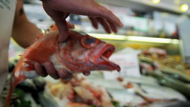 Frische pazifische rote Felsen Fisch Hecht Platz Markt, Seattle, Vereinigte Staaten — Stockvideo