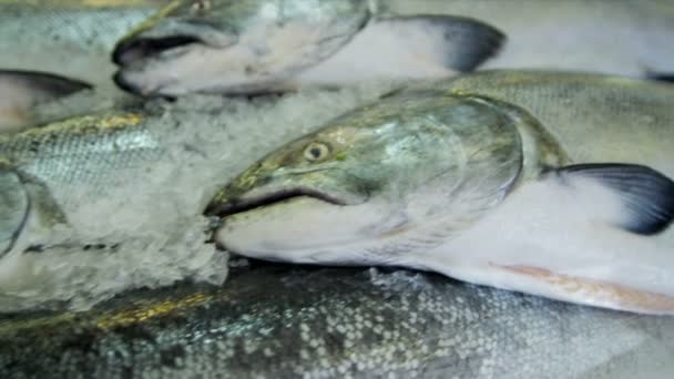 Sea salmon Pikes Mercato del pesce Seattle, Stati Uniti — Video Stock