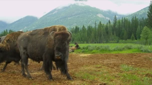 Αμερικανικό grass buffalo, σίτιση, Καναδάς — Αρχείο Βίντεο