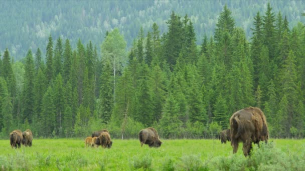 Bizon, Stany Zjednoczone Ameryki — Wideo stockowe