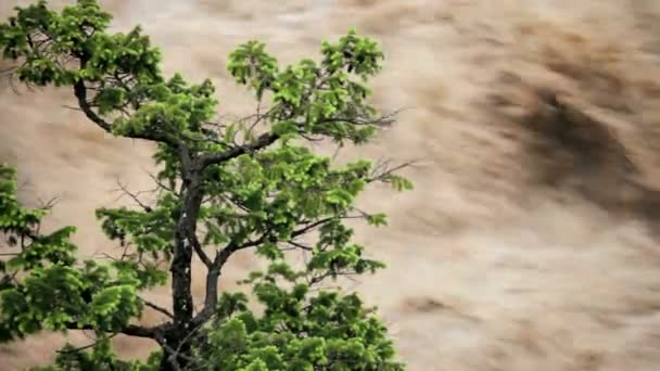 Einsamer Baum angeschwollen überfluteten Fluss, USA — Stockvideo
